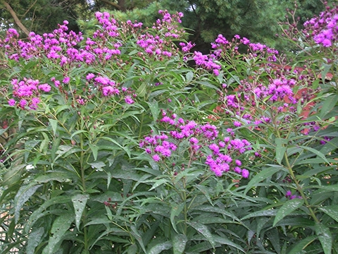 Vernonia noveboracensis